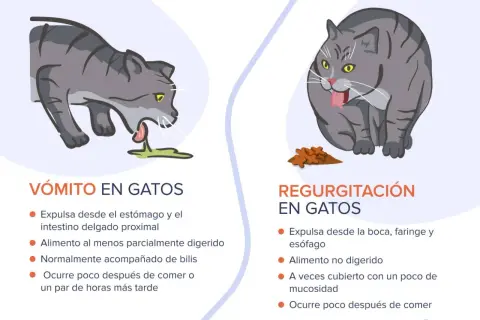 Gato gris vomitando líquido verde. El texto explica que mi gato vomita.