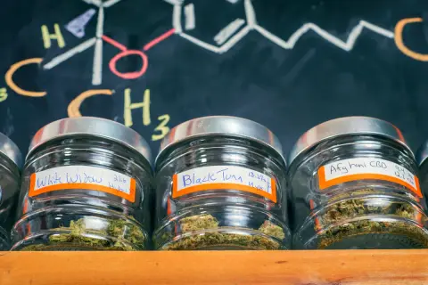 Medyczna marihuana: Czy wywołuje "fazę"? Wyjaśniamy efekty