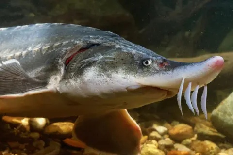 Gros plan d'un esturgeon dans un bassin, ses barbillons blancs visibles. Ce poisson ancien peut avoir une longue durée de vie en bassin.