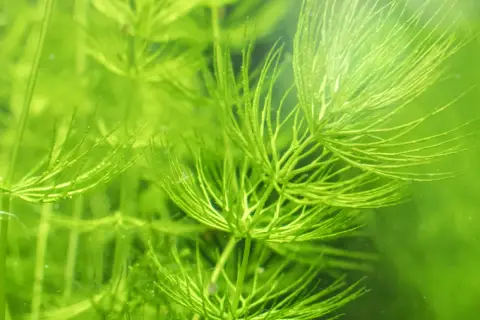 Plante aquatique verte, le Ceratophyllum demersum, aux feuilles fines et ramifiées, créant un paysage sous-marin luxuriant.
