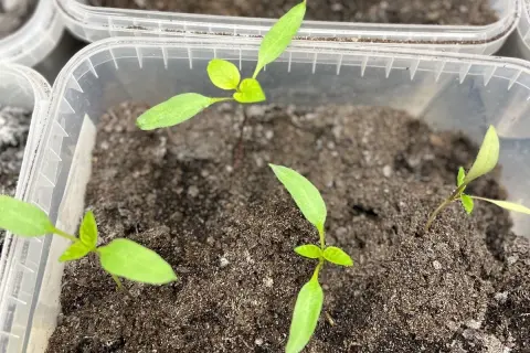 Små paprikaplantor spirar i plastbehållare, redo för att odla paprika inomhus.