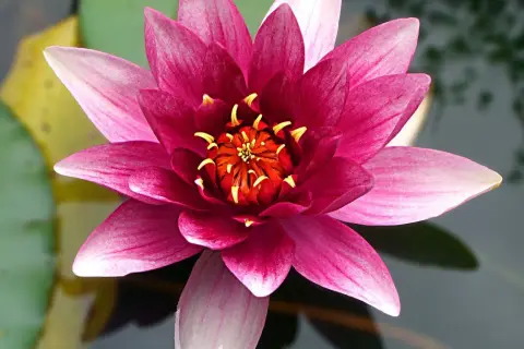 Una flor de loto rosa vibrante se abre sobre el agua, mostrando sus pétalos y el centro anaranjado con estambres amarillos.