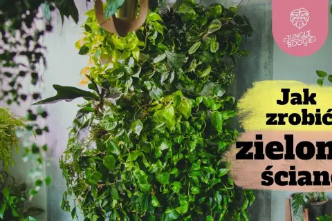 Jak zrobić zieloną ścianę z roślin i uniknąć najczęstszych błędów