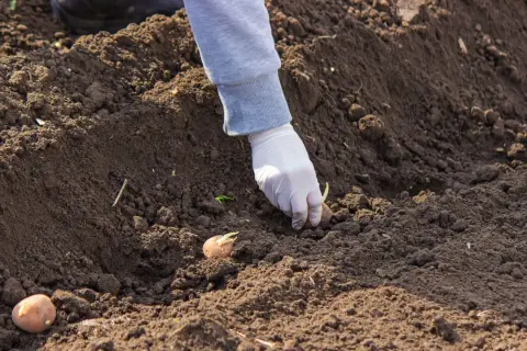 Ręka w białej rękawiczce umieszcza ziemniaka z kiełkami w ziemi. To kluczowy moment, by dowiedzieć się, jak głęboko sadzić ziemniaki.