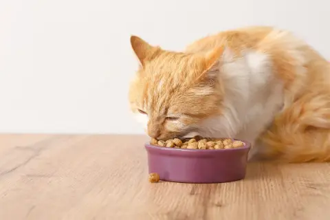 Rudy kot zajada się chrupkami z miseczki. Zastanawiasz się nad purina gourmet gold skład?