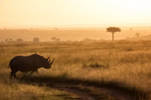 Un rhinocéros solitaire traverse une savane dorée au lever du soleil, un moment parfait pour un photo safari.