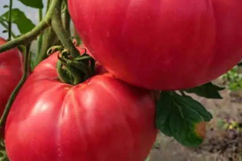 Malinowy kapturek na krzaku pomidora, soczyste, czerwone owoce gotowe do zerwania.