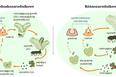 Rozmnażanie paproci: Cykl życia i proste metody domowe