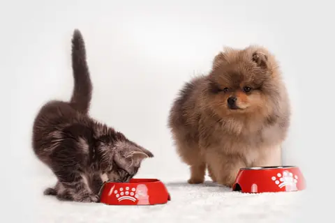 Kocię je z czerwonej miski, obok stoi szczeniak Pomeranian.