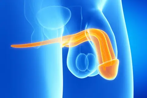 Anatomical illustration showing the male reproductive system. The penis, highlighted in orange, appears as a curved structure, with the glans prominently displayed. Testicles are visible beneath.