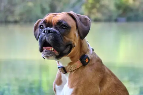 A happy Boxer dog with a floral collar sits by a lake. This energetic breed might need to run several miles a day to stay fit.