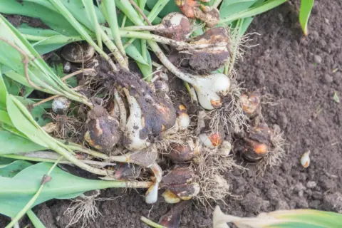 Kępa świeżo wykopanych cebulek tulipanów z korzeniami i resztkami ziemi na glebie.
