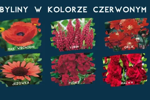Kwitnące na czerwono byliny: mak wschodni, lubin, orlik, jeżówka, floks, malwa.