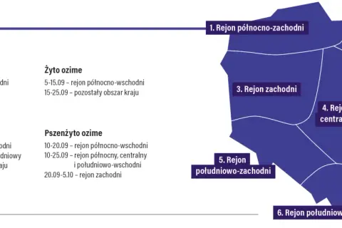 Mapa Polski podzielona na regiony z terminami siewu zbóż ozimych.