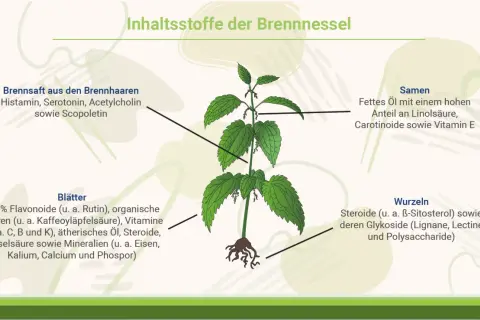 Die Brennnessel (Urtica dioica) mit ihren Inhaltsstoffen: Brennhaarsaft, Blätter, Samen und Wurzeln. Die Urtica dioica Wirkung beruht auf diesen Bestandteilen.