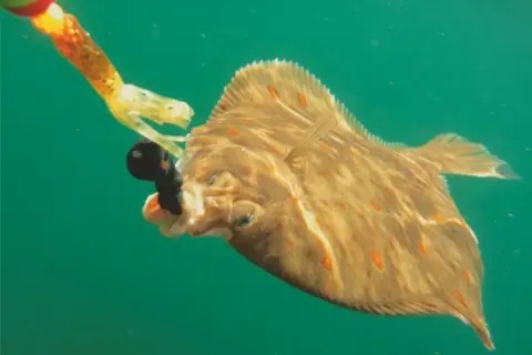 Scholle schnappt nach Köder beim Angeln in der Ostsee. Ein spannender Moment beim Fischfang.