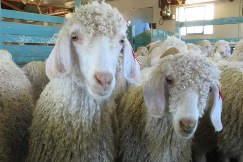 Zwei Angoraziegen mit lockiger Mohair Wolle, die für ihre feine Faser bekannt ist.