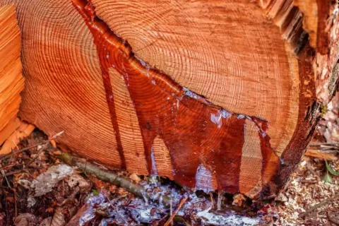 Tronco de madera resinosa con savia roja goteando sobre hojas secas y tierra.