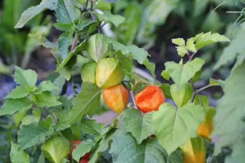 Reife Physalis-Früchte in leuchtendem Orange und Grün, umgeben von üppigem Laub. Der ideale Physalis Standort ist sonnig und geschützt.