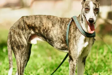 Un galgo español atigrado, con su lengua fuera y un collar colorido, posa en un campo verde.