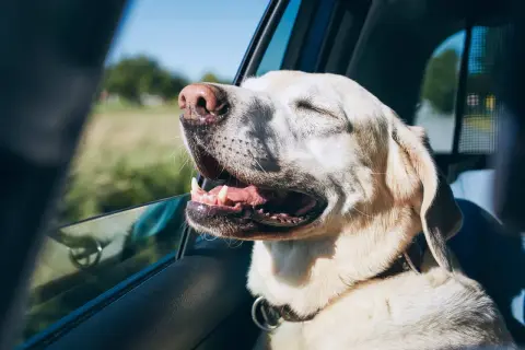 Un chien heureux, la tête à la fenêtre, profite du vent lors d'un voyage. Il semble ravi de partir en vacances avec son chien.