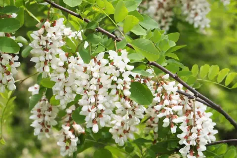 Kwiaty robinia akacjowa na pniu uprawa. Pachnące grona białych kwiatów na tle zielonych liści.