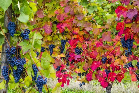 Reife blaue Trauben hängen zwischen bunten Blättern. Die Weinpflanzen zeigen ihre Herbstfarben.