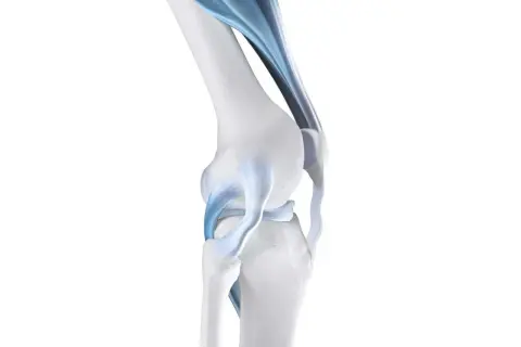 Anatomia del ginocchio con legamenti blu evidenziati. Potrebbe spiegare la sensazione di ginocchio debole.