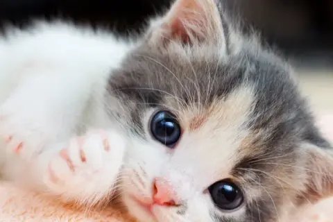 Cómo cuidar a un gato: errores comunes que debes evitar para su bienestar