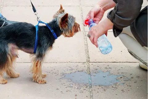 Persona intenta como refrescar a un perro con agua de botella. El perro mira atentamente.
