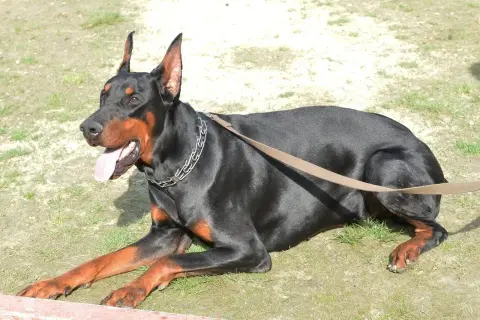 Ile kosztuje doberman z hodowli? Ceny, które mogą Cię zaskoczyć