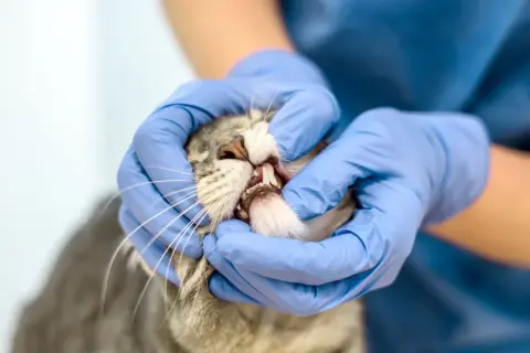 Veterinarian checks a cat's mouth, revealing pale gums, a sign that needs attention.