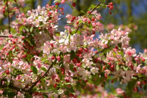 Kwiaty jabłoni ozdobnej (Malus) w odcieniach różu i bieli, z pąkami w kolorze karminowym, na tle zielonych liści i błękitnego nieba.