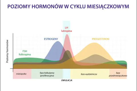 Wykres pokazuje poziomy hormonów: FSH, estrogenów, LH i progesteronu w cyklu miesiączkowym. Po owulacji dominuje faza lutealna, w której progesteron jest najwyższy.