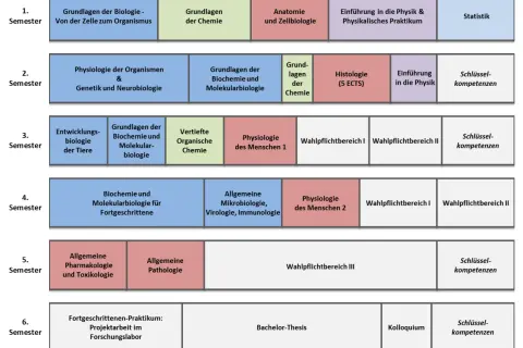 Studienverlaufsplan für Biomedizin: Von Zellbiologie über Genetik bis zur Bachelor-Thesis.