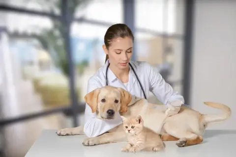 A veterinarian gives a dog a shot during a pet wellness exam, with a kitten nearby.
