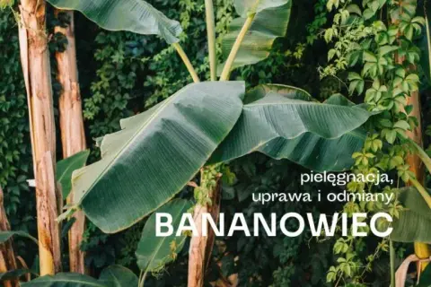 Jak dbać o bananowiec, aby pięknie kwitł i nie usychał