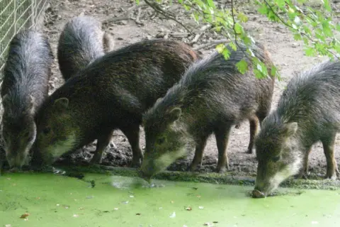 Un groupe de pécaris, une espèce de porc sauvage d'Amérique, boit dans une mare verdâtre.