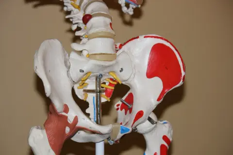 Modello anatomico del bacino e della colonna vertebrale, con dettagli rossi sull'osso iliaco, che illustra la complessa articolazione dell'anca a scatto.