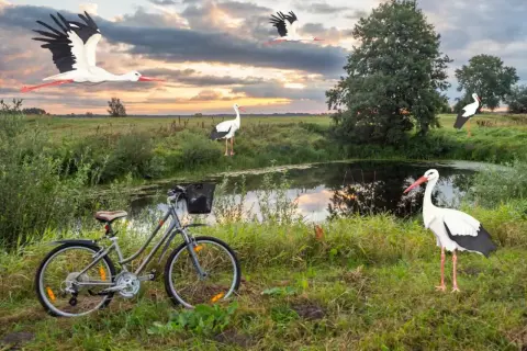Rower czeka nad stawem, a bociany krążą nad łąką. To idealne miejsce na odkrywanie podlaskiego szlaku bocianiego.