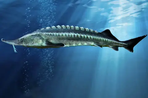 Un esturgeon beluga record nage dans les profondeurs bleues, ses barbillons effilés sondant l'eau.