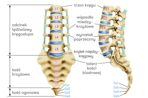 Ilustracja anatomiczna odcinka lędźwiowego kręgosłupa, kości krzyżowej i ogonowej z opisami.