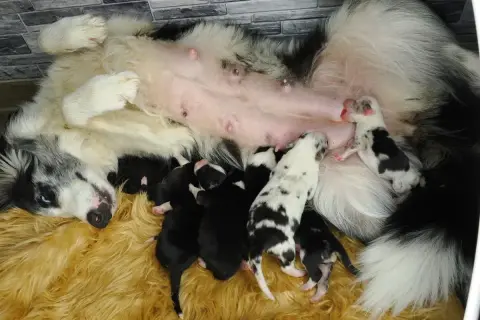Ein Border Collie und ein Australian Shepherd Welpen kuscheln sich an ihre Mutter.