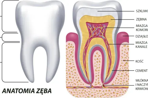 Anatomia zęba: szkliwo, zębina, miazga, dziąsło i korzeń. Choć ząb nie jest kością, jego struktura jest złożona.