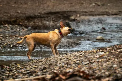 Perro marrón sacudiendo agua en un arroyo, un ejemplo de porque se sacuden los perros para secarse.