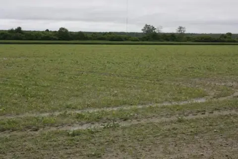 Młode rośliny kukurydzy na wilgotnym polu z widocznymi śladami po oponach.