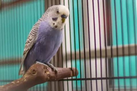 Niebieska papużka falista, jeden z popularnych gatunków papug, siedzi na gałęzi w klatce.