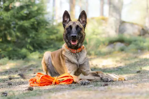 Malinois z pomarańczową smyczą i zabawką "SLUT" leży w lesie. Zastanawiasz się, ile kosztuje szkolenie psa?