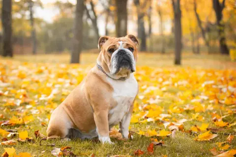 Eine englische Bulldogge sitzt im Herbstlaub. Die Erziehung dieser Rasse erfordert Geduld und Verständnis.
