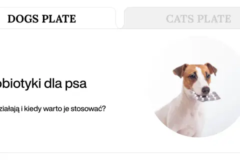 Uroczy piesek trzyma w pysku opakowanie tabletek, sugerując domowy probiotyk dla psa.
